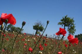 campo de amapolas