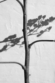 agave III, mai 2008