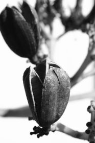 agave II
