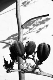 agave I