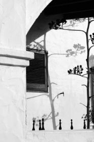 agave IV